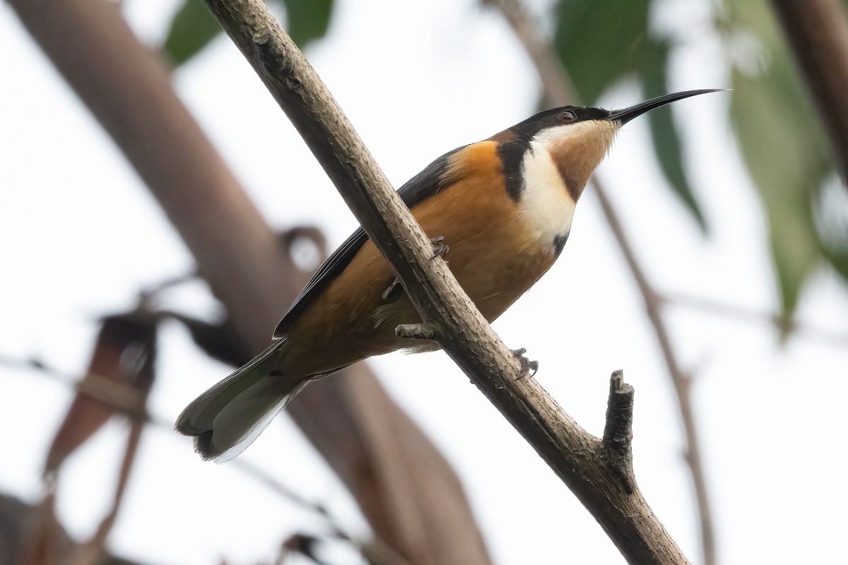 Eastern Spinebill - ML639975245