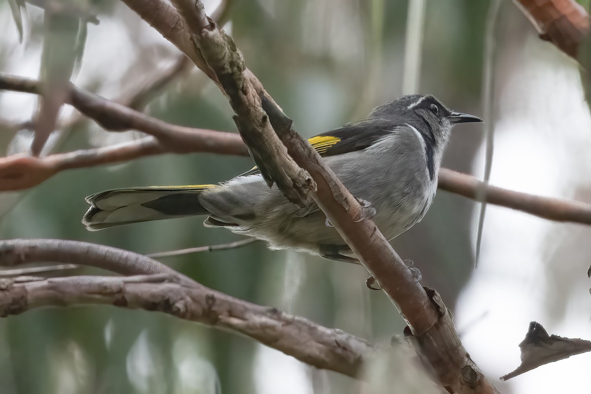 Crescent Honeyeater - ML639975251