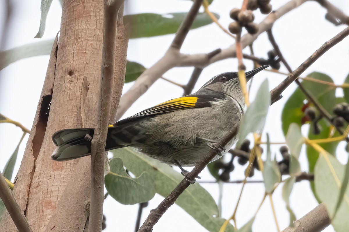 Crescent Honeyeater - ML639975252