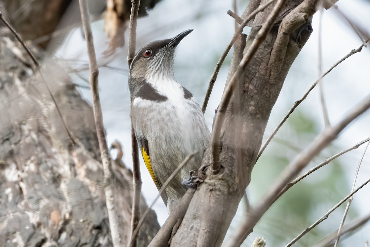 Crescent Honeyeater - ML639975253