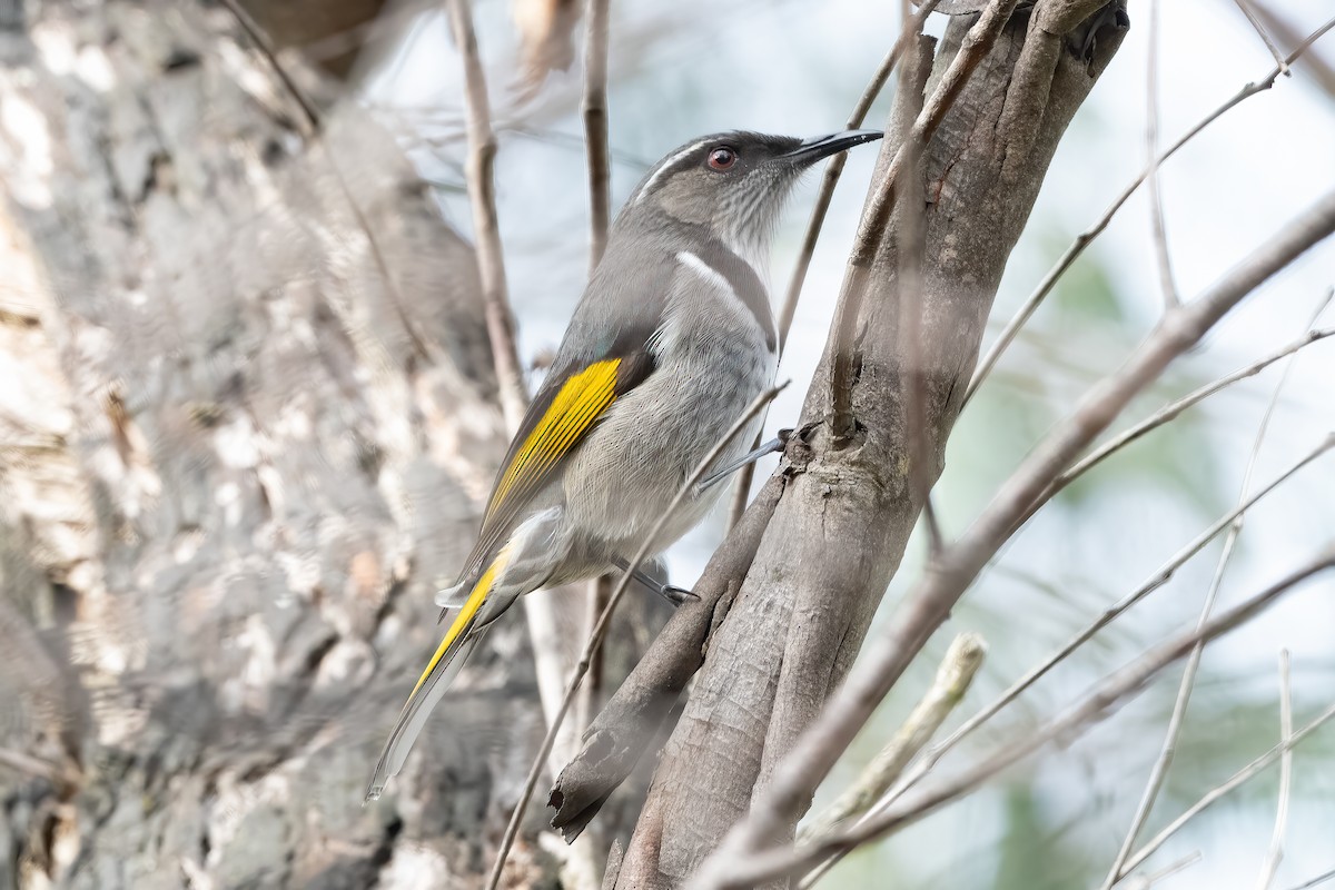Crescent Honeyeater - ML639975254