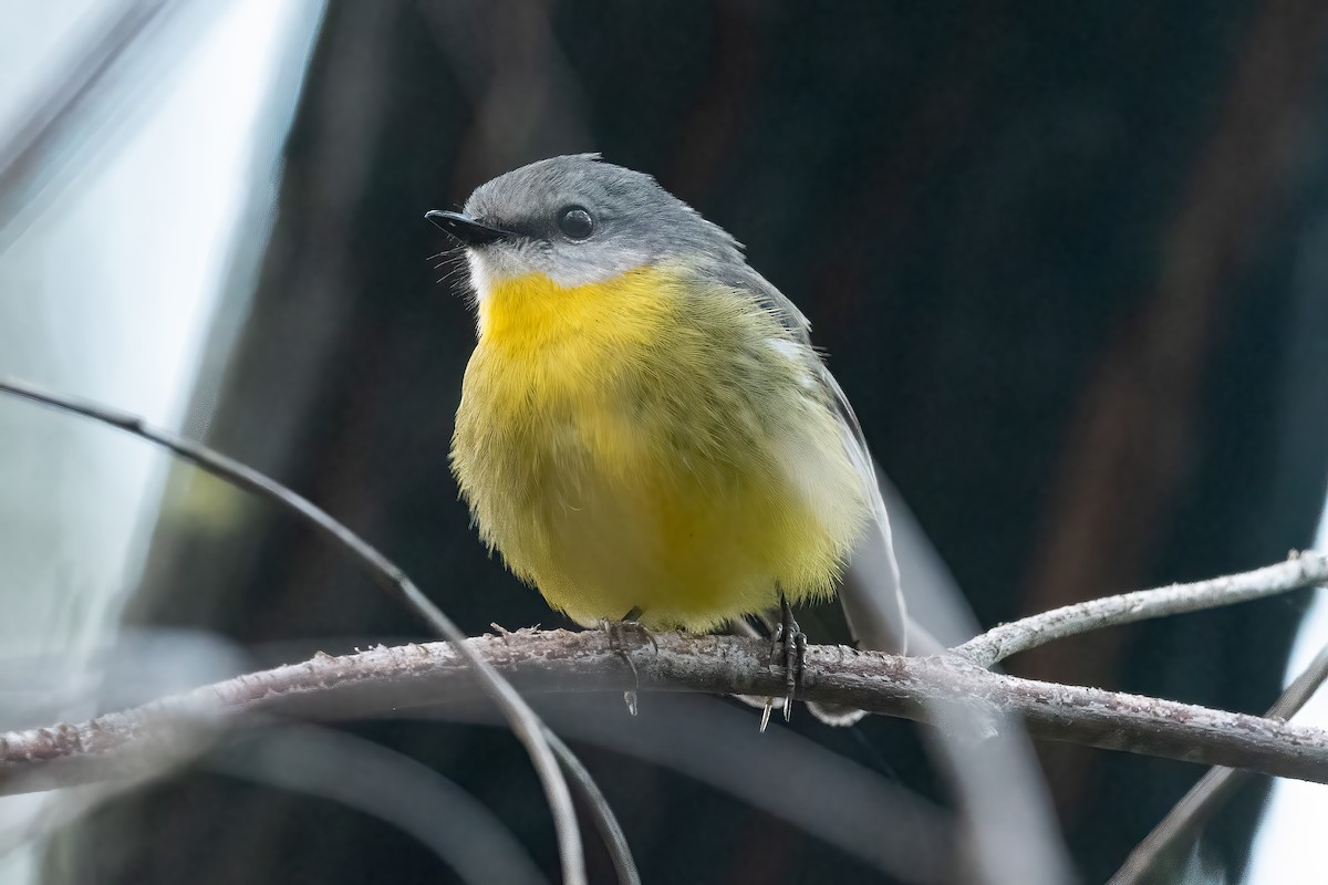 Eastern Yellow Robin - ML639975259