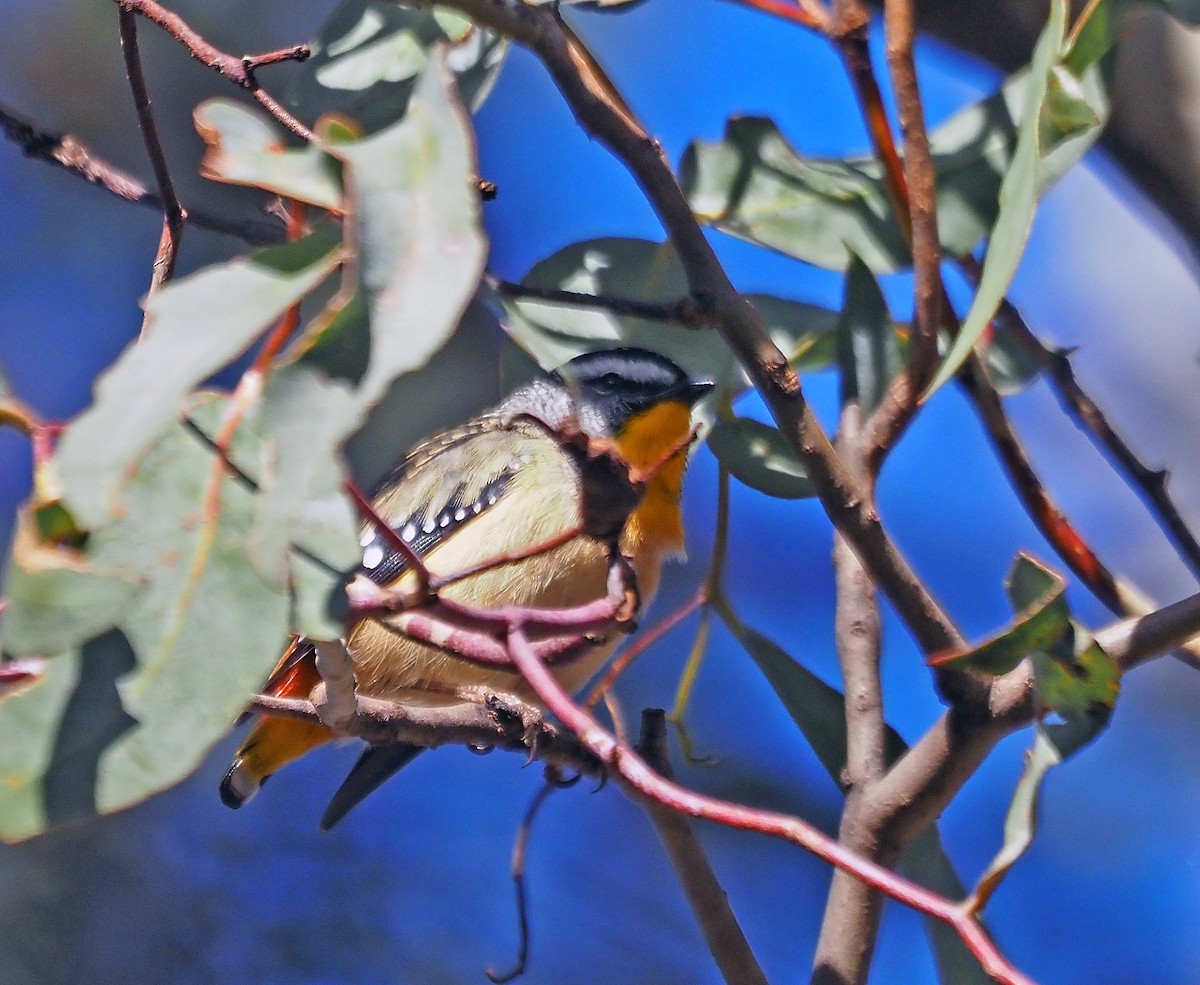 Pardalote pointillé - ML639975301