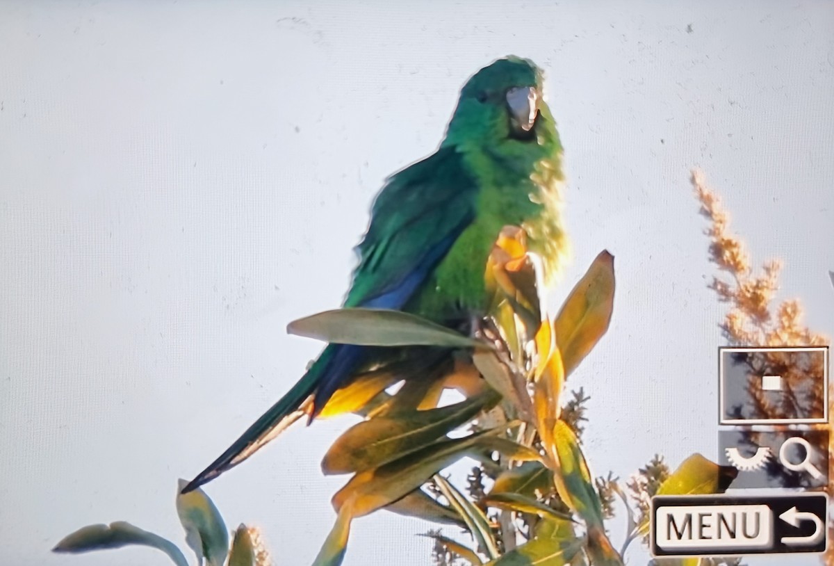 Mountain Parakeet - ML639975323