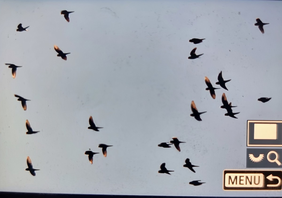 Mountain Parakeet - ML639975324