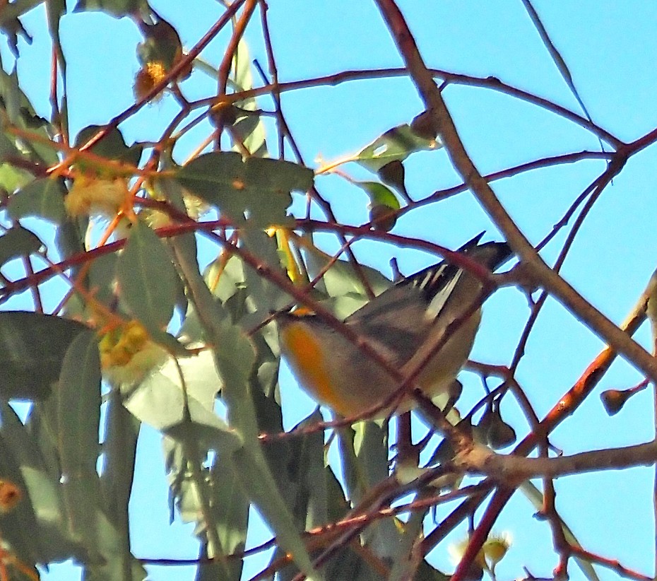 Pardalote à point jaune - ML639975328