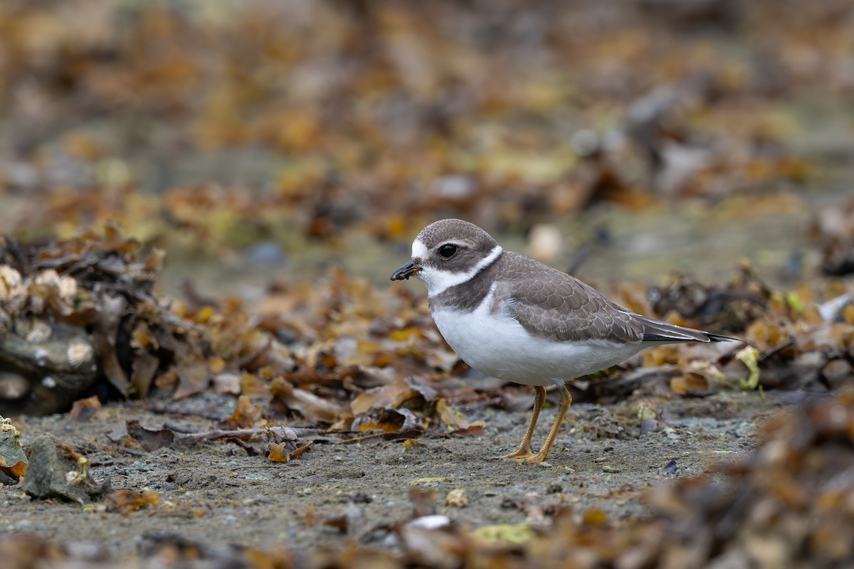 Semipalmated Plover - ML639975337