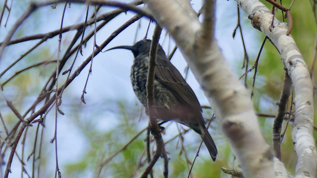 Amethyst Sunbird - ML639975343