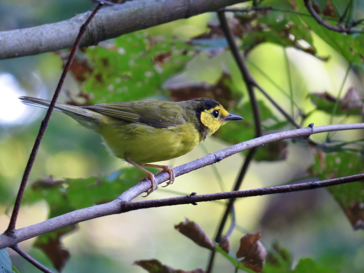 Hooded Warbler - ML639975406