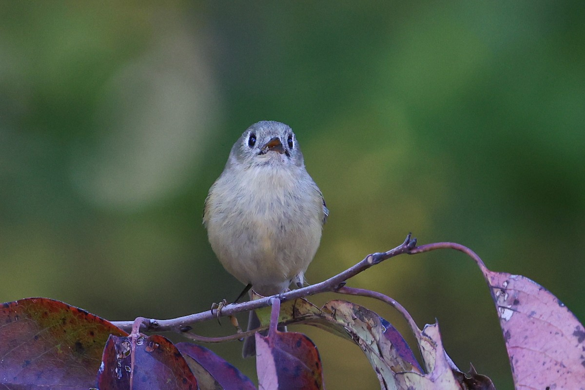 Ruby-crowned Kinglet - ML639975408