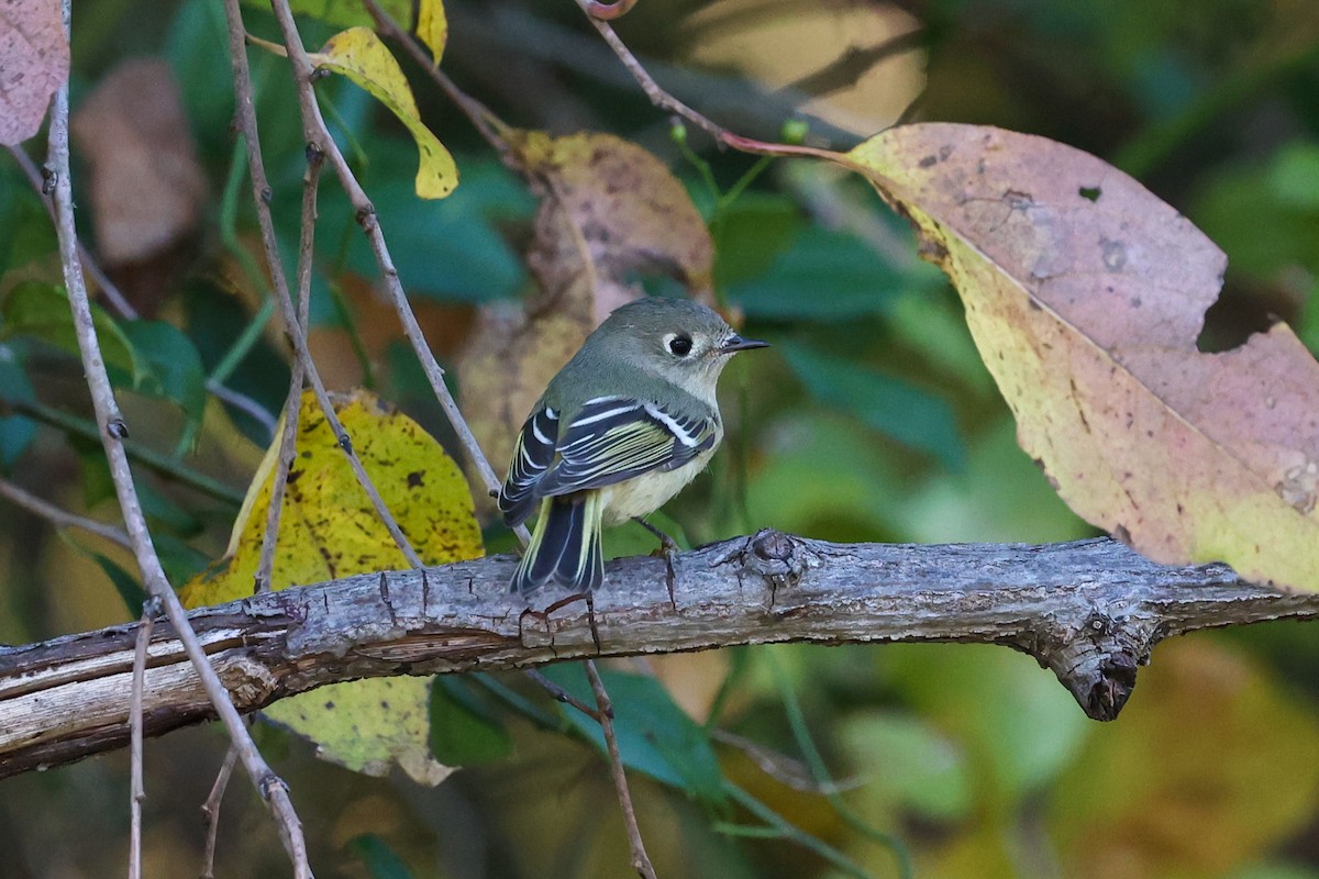 Ruby-crowned Kinglet - ML639975409