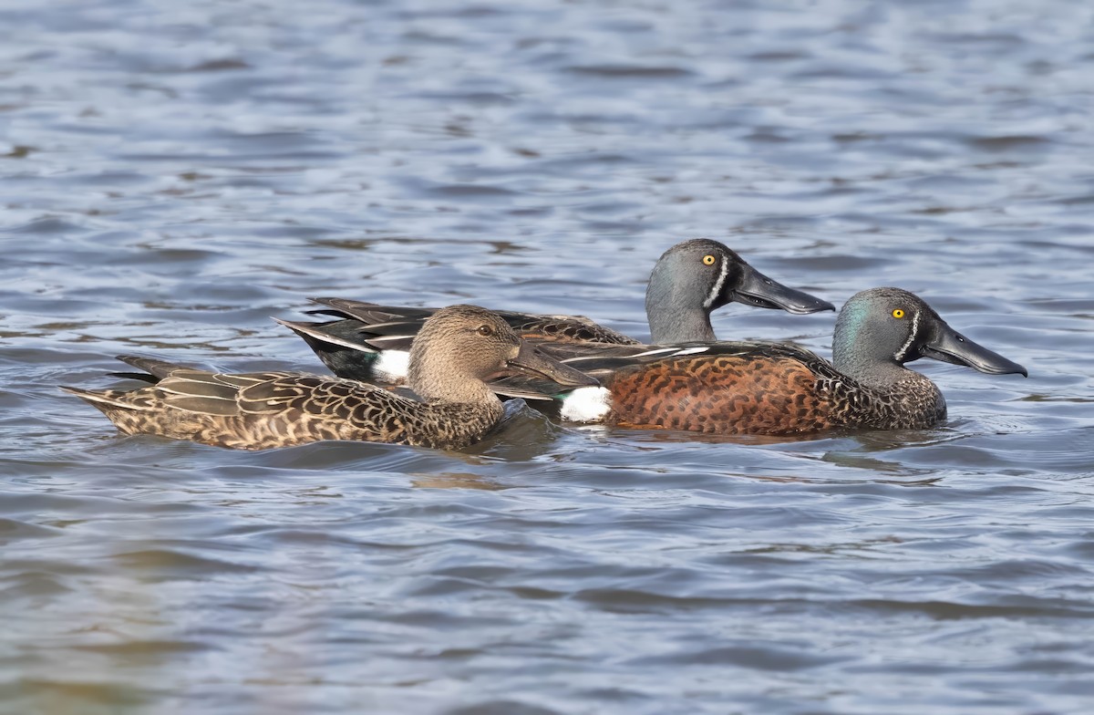 ミカヅキハシビロガモ - ML639975441