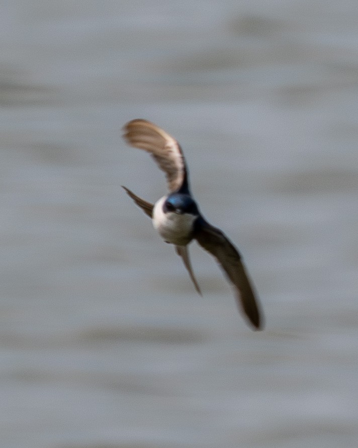 Tree Swallow - ML639975466