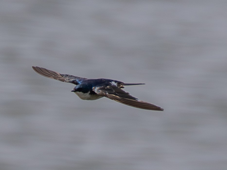 Tree Swallow - ML639975467