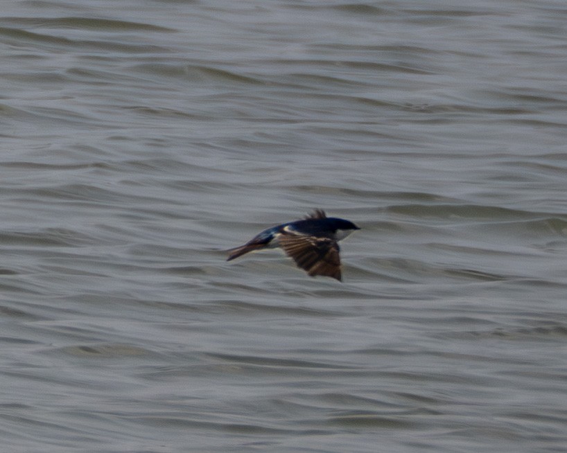 Tree Swallow - ML639975468