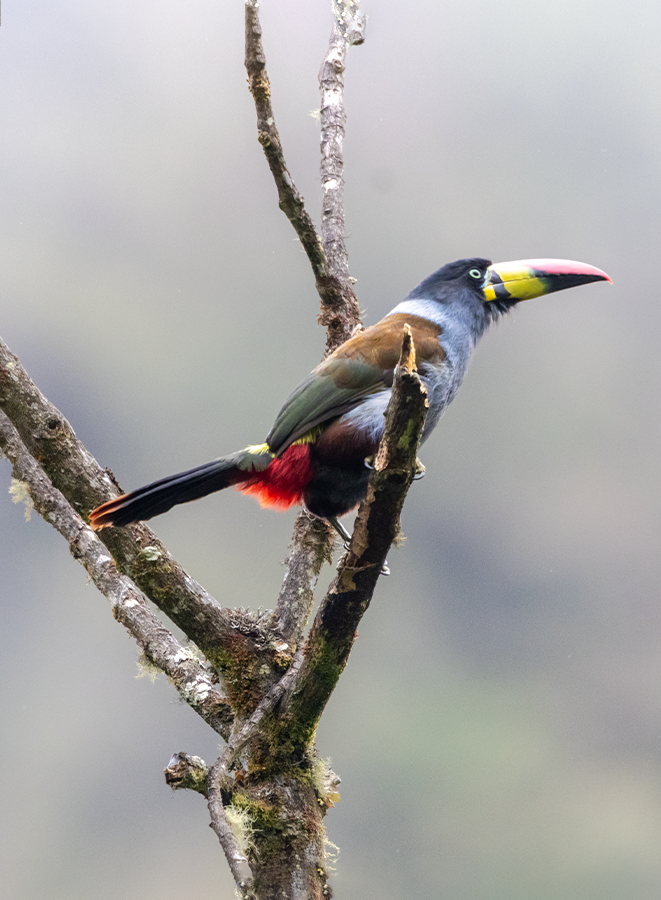 tukan andský - ML639975492