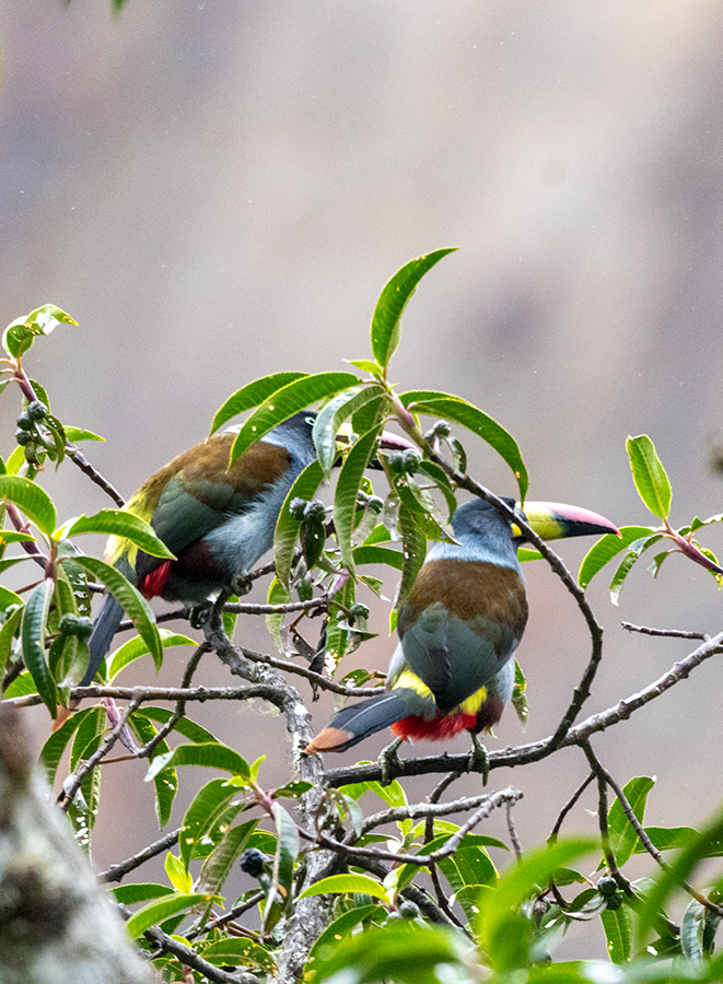 tukan andský - ML639975493