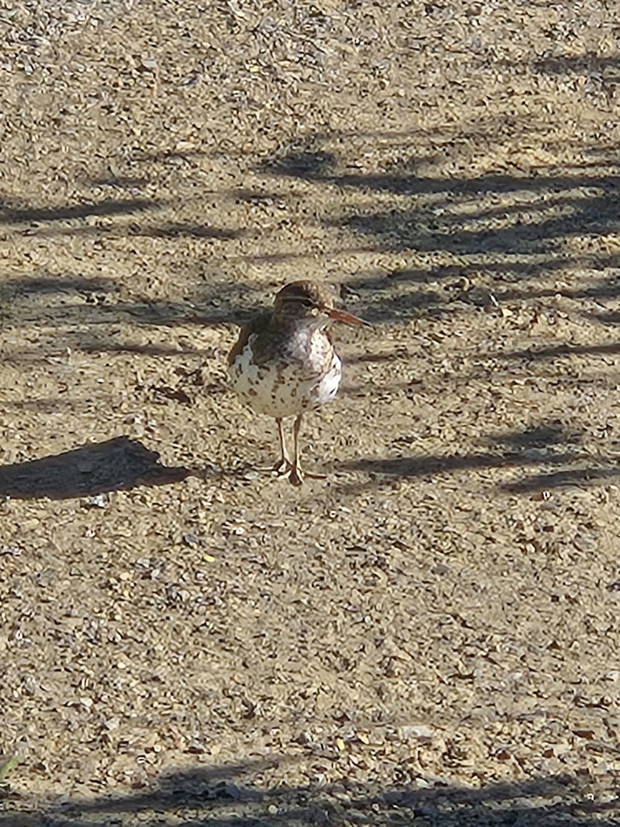 Spotted Sandpiper - ML639975509