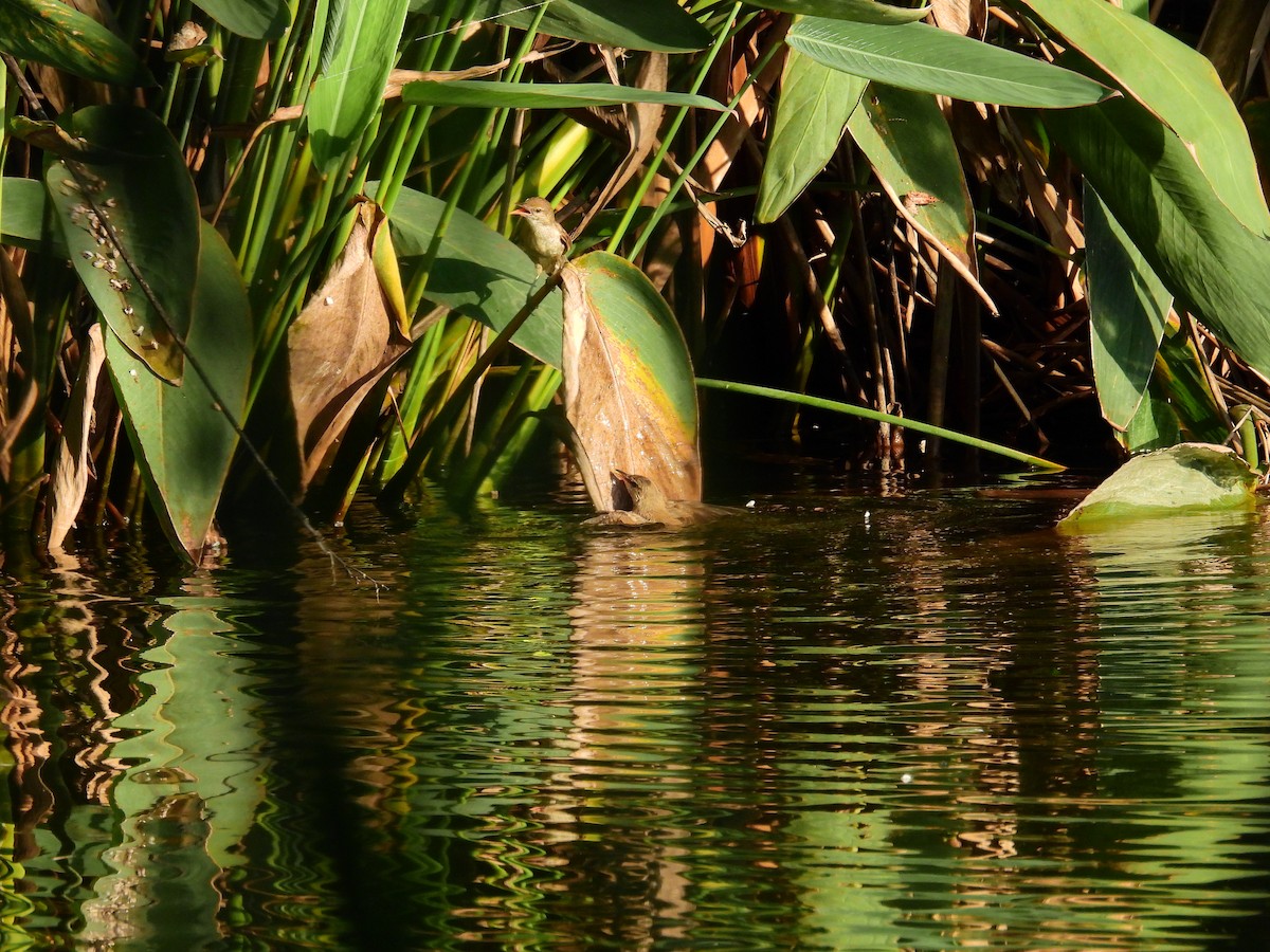 Clamorous Reed Warbler - ML639975544