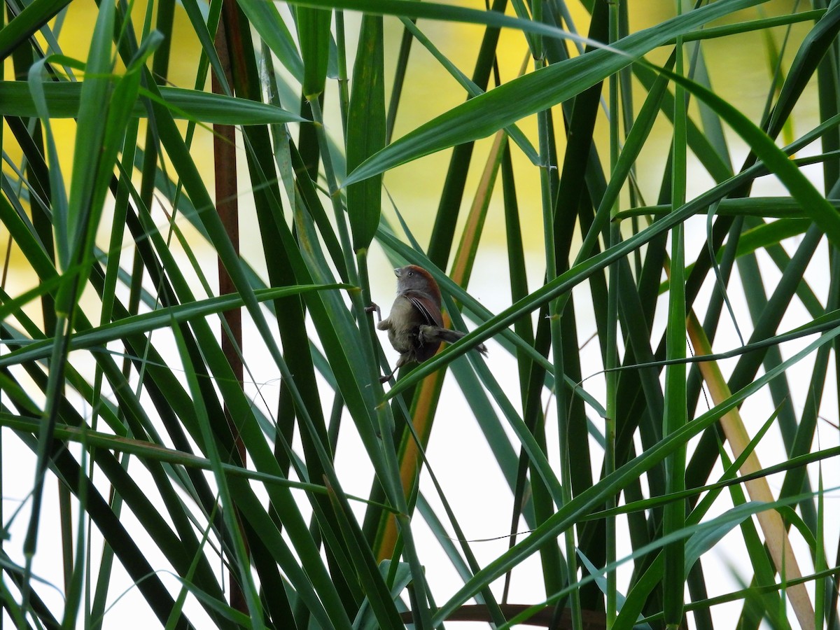 Ashy-throated Parrotbill - ML639975547