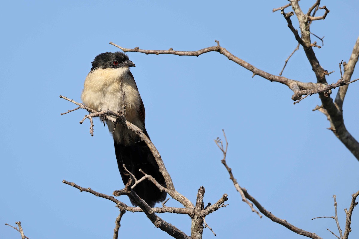 Coucal de Burchell - ML639975559