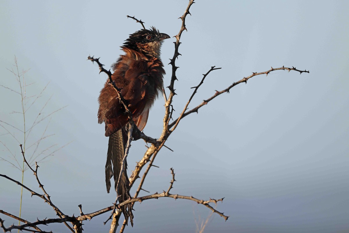 Coucal de Burchell - ML639975560