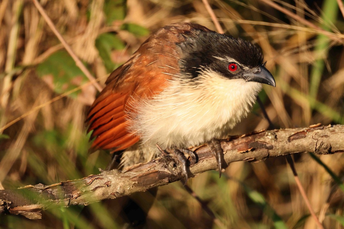 Coucal de Burchell - ML639975561