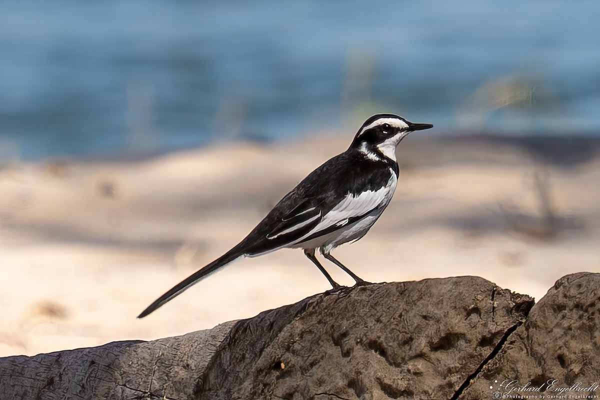 African Pied Wagtail - ML639975620