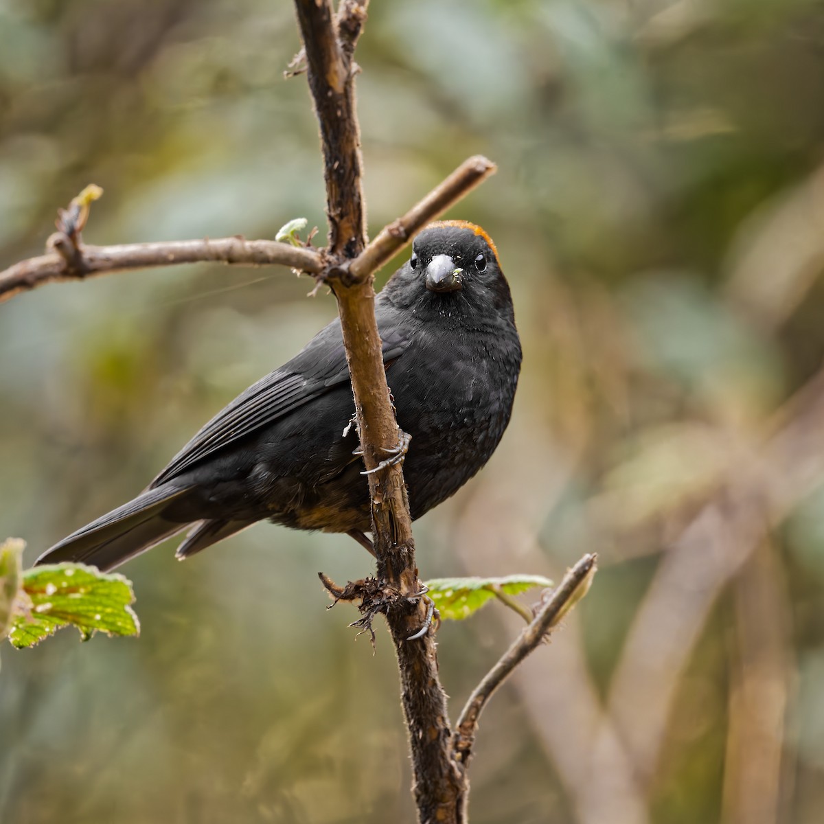 Gold-naped Finch - ML639975665