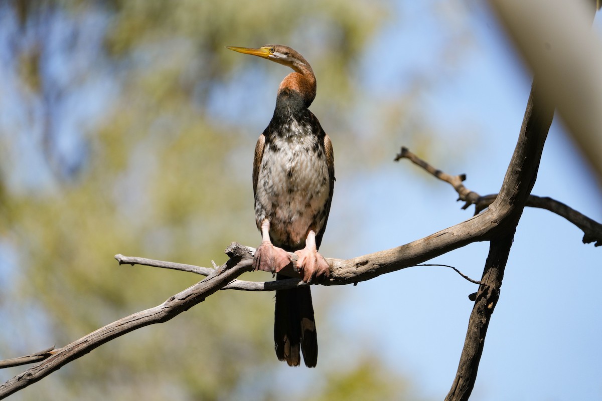 anhinga australská - ML639975672