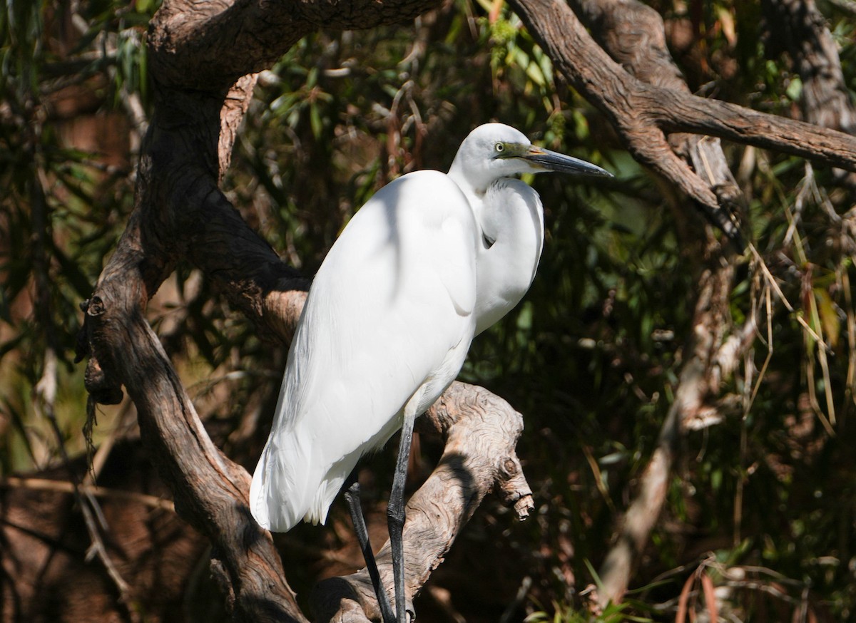 volavka bílá - ML639975673