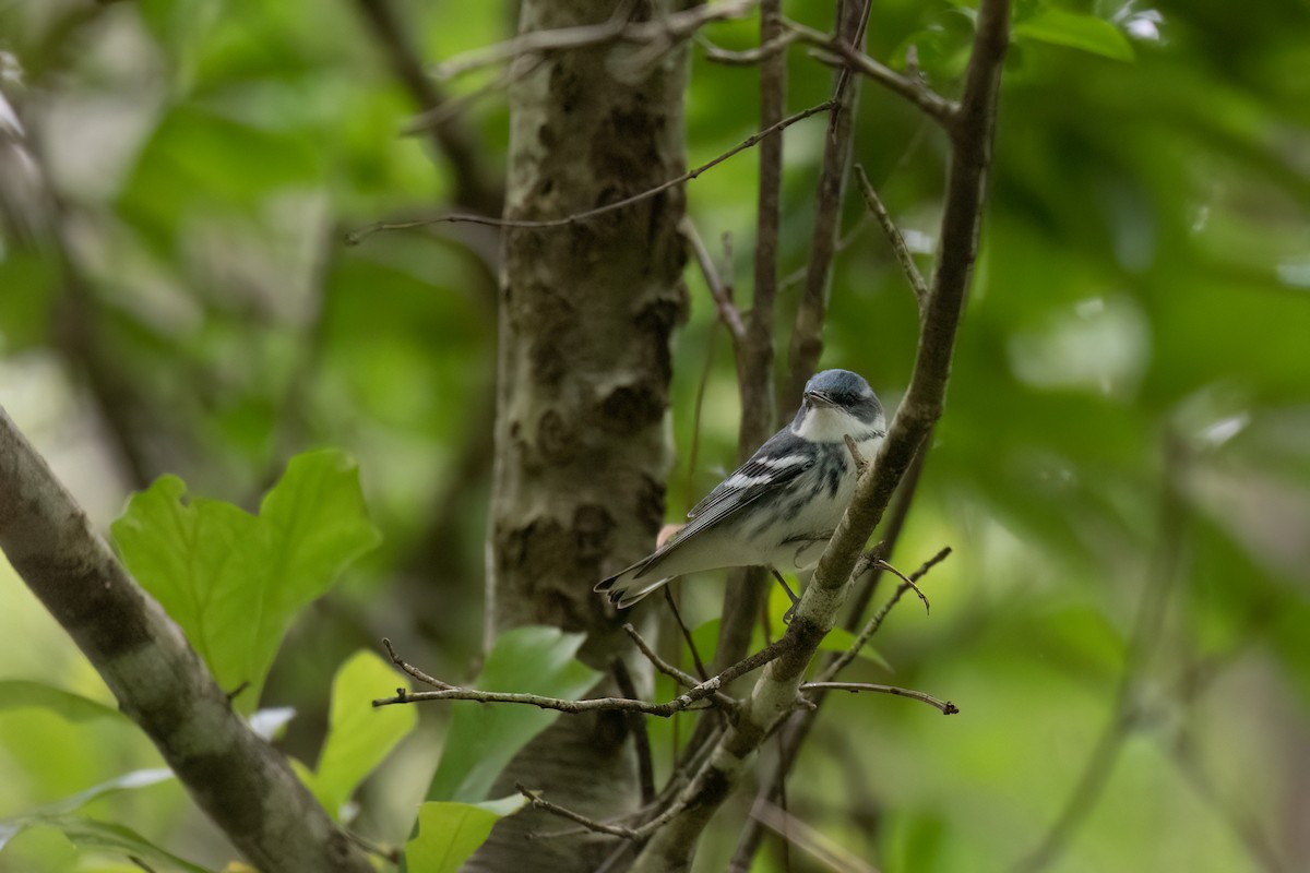 Cerulean Warbler - ML639975674