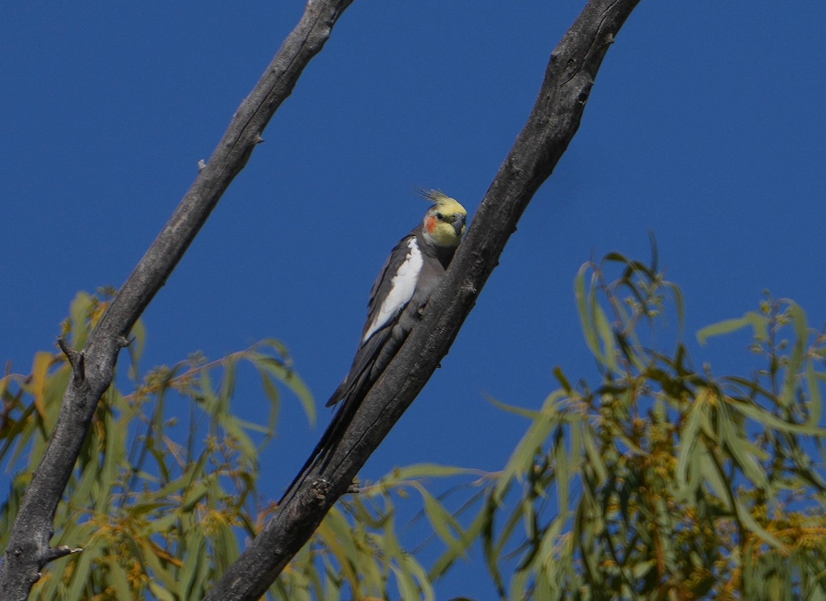 korela chocholatá - ML639975675