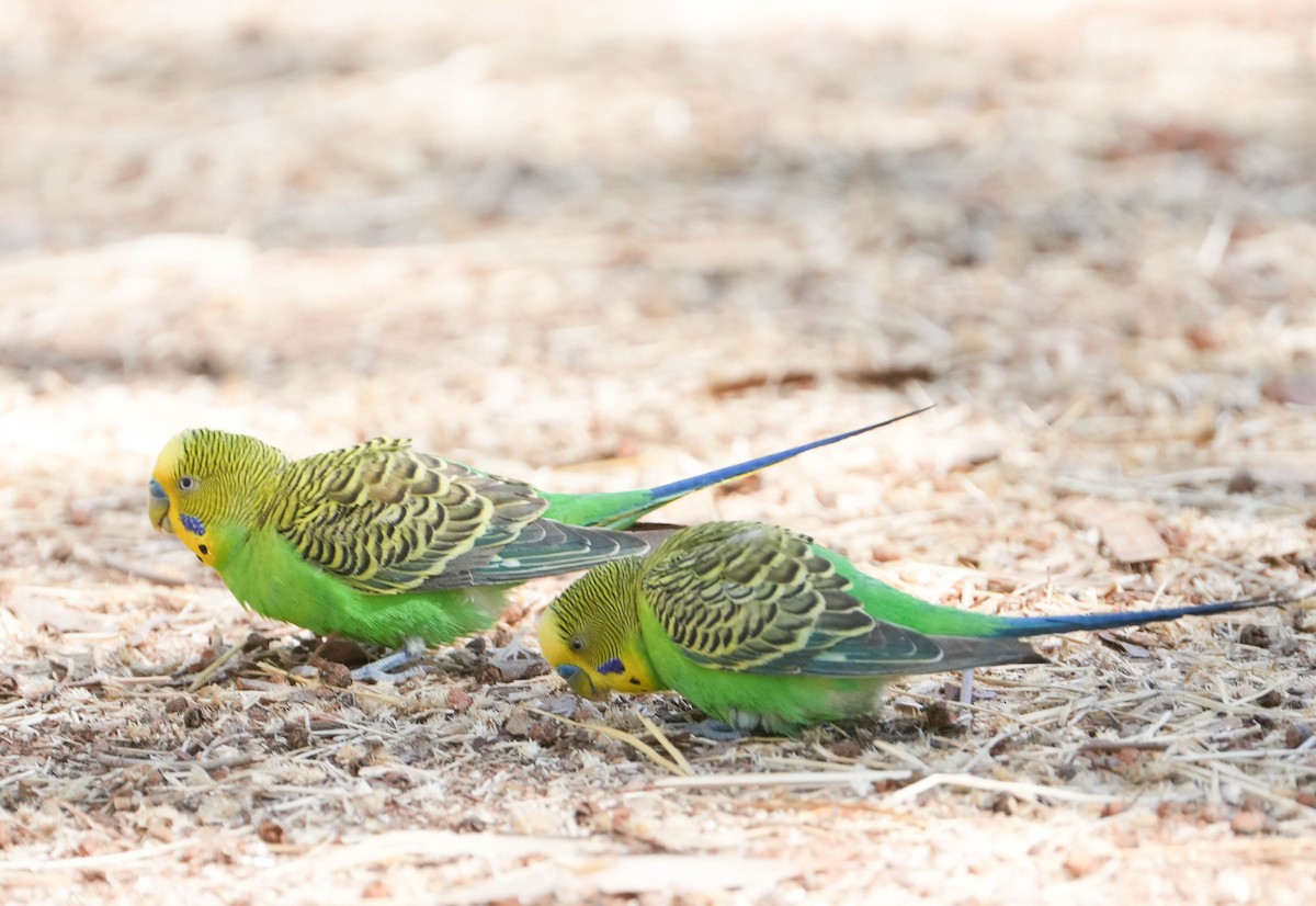 andulka vlnkovaná - ML639975677