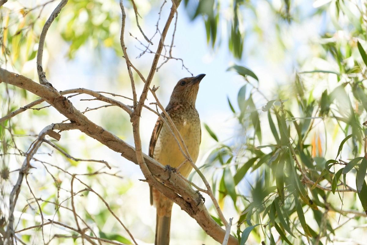 lemčík skvrnitý - ML639975678