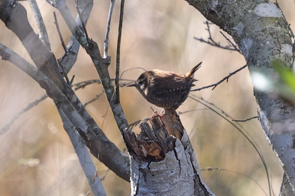 Winter Wren - ML639975699