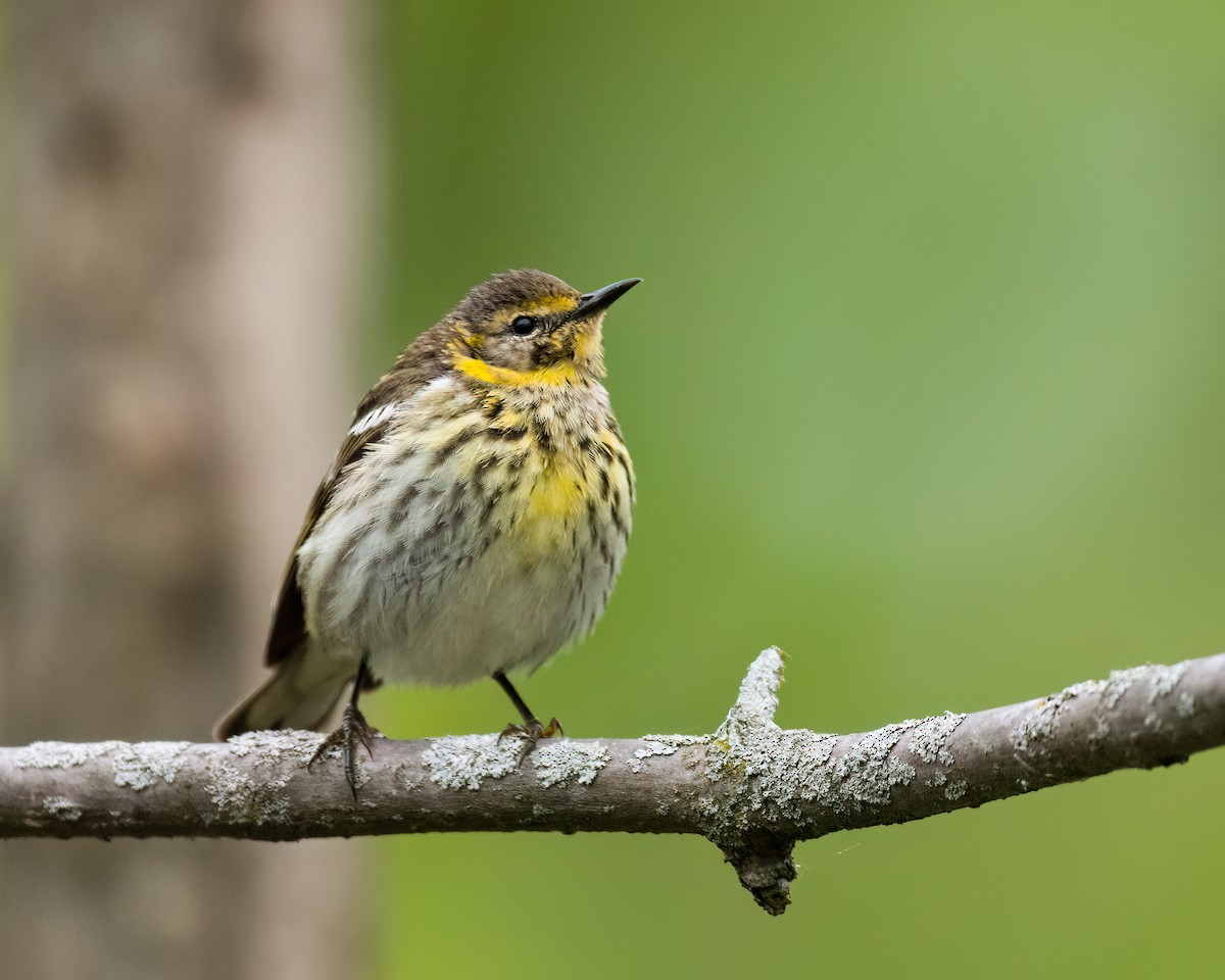 Cape May Warbler - ML639975748