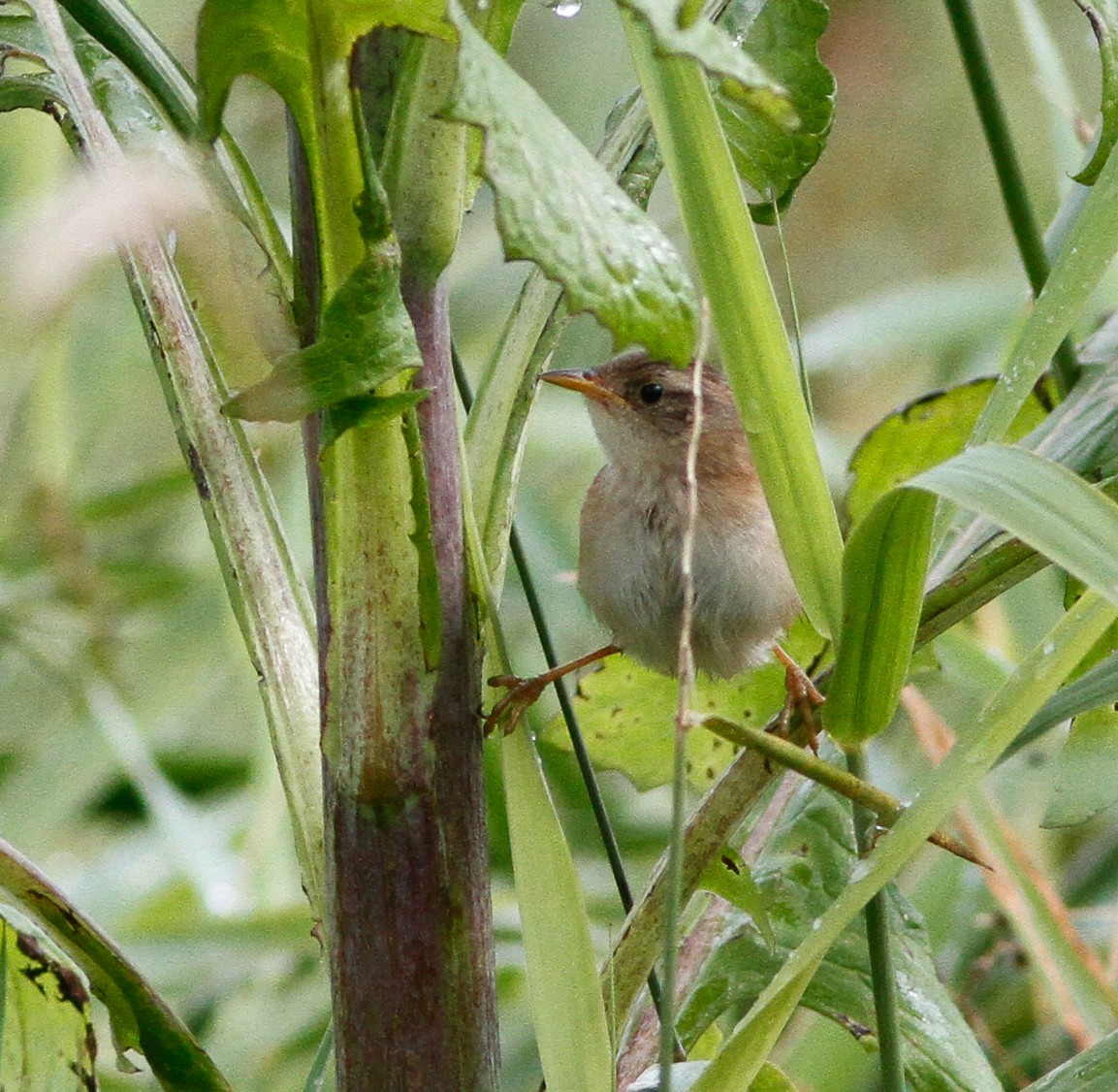 Sedge Wren - ML639975760