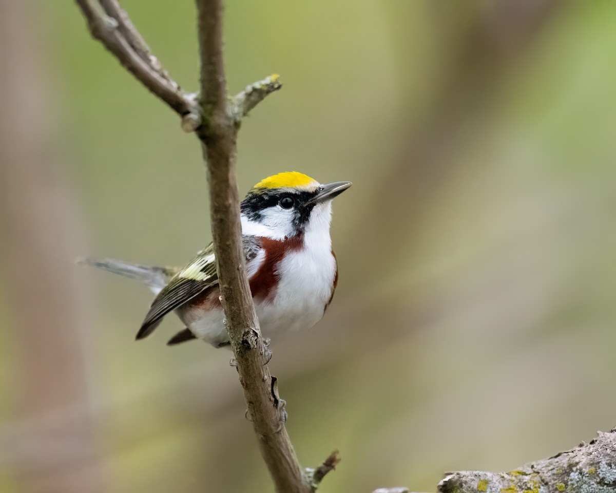 Chestnut-sided Warbler - ML639975767