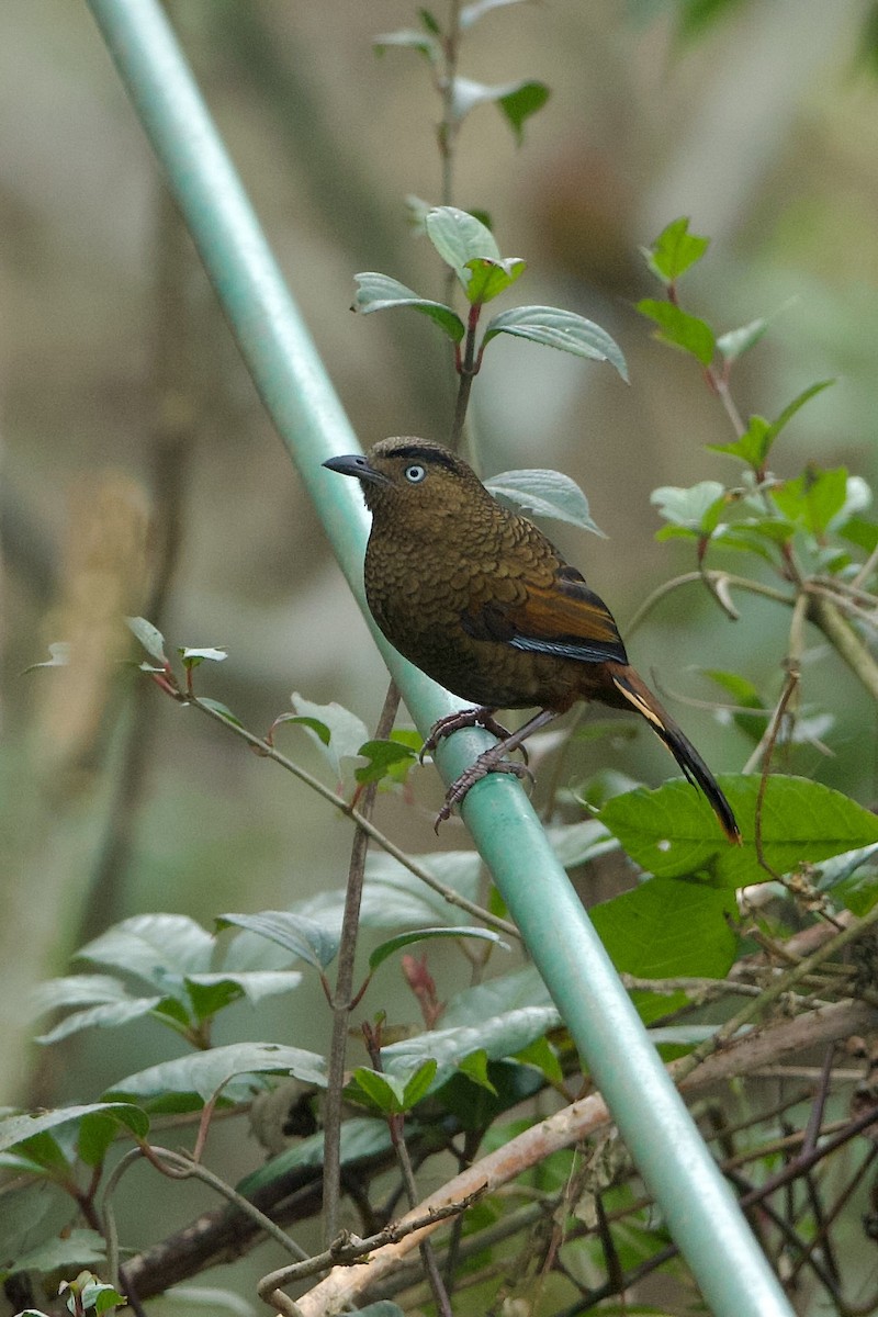 Blue-winged Laughingthrush - ML639975777