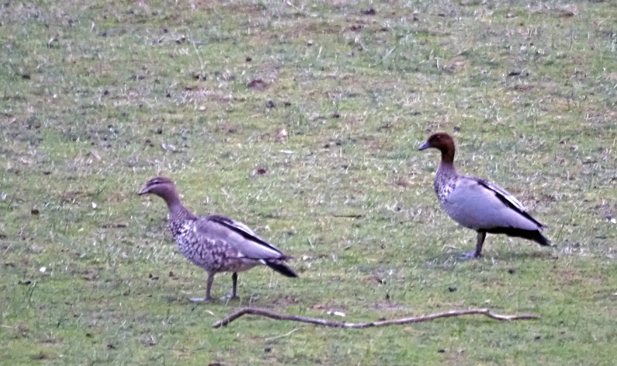 Canard à crinière - ML639975781