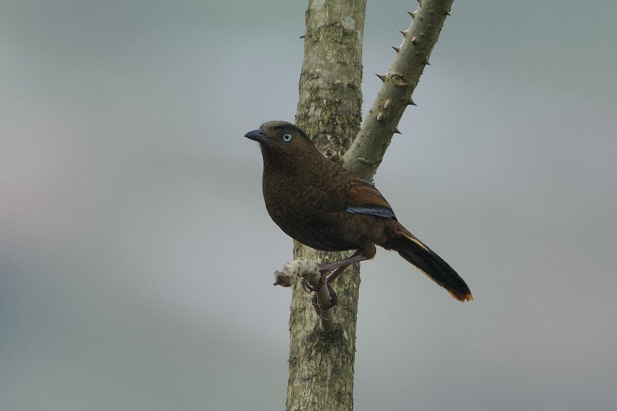 Blue-winged Laughingthrush - ML639975782