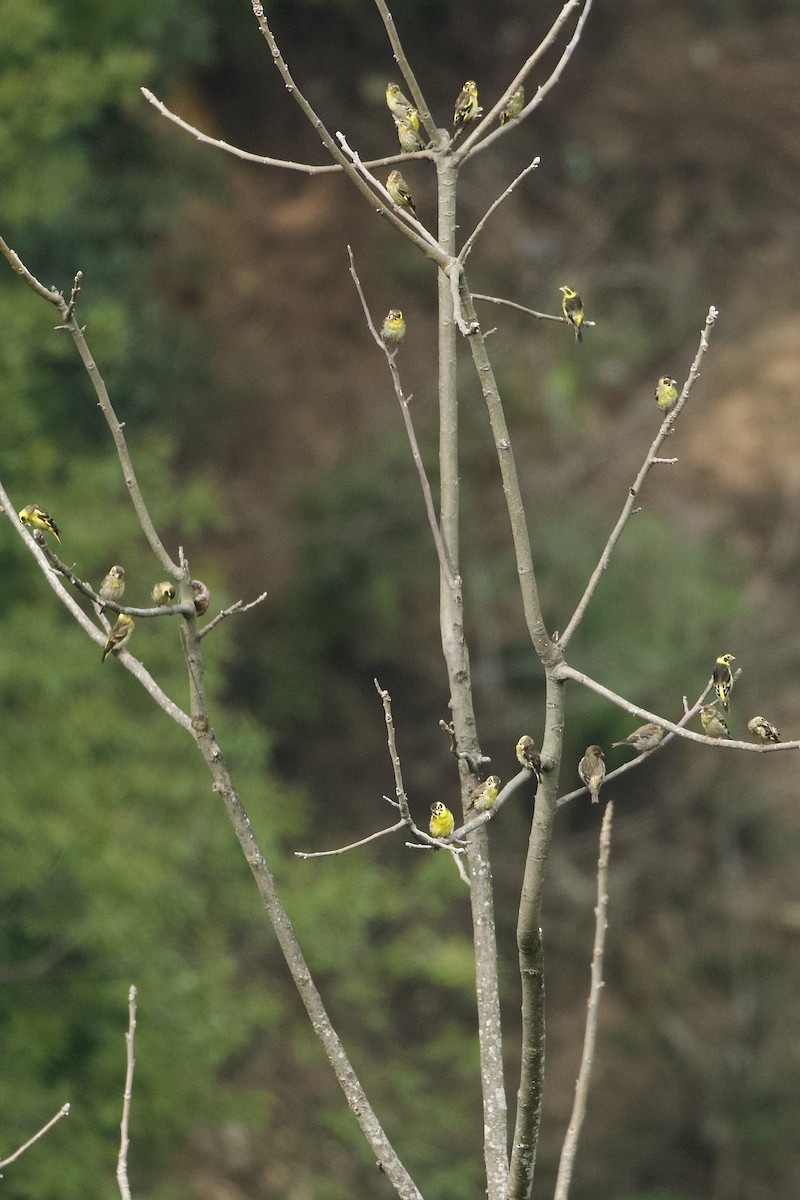 Yellow-breasted Greenfinch - ML639975789