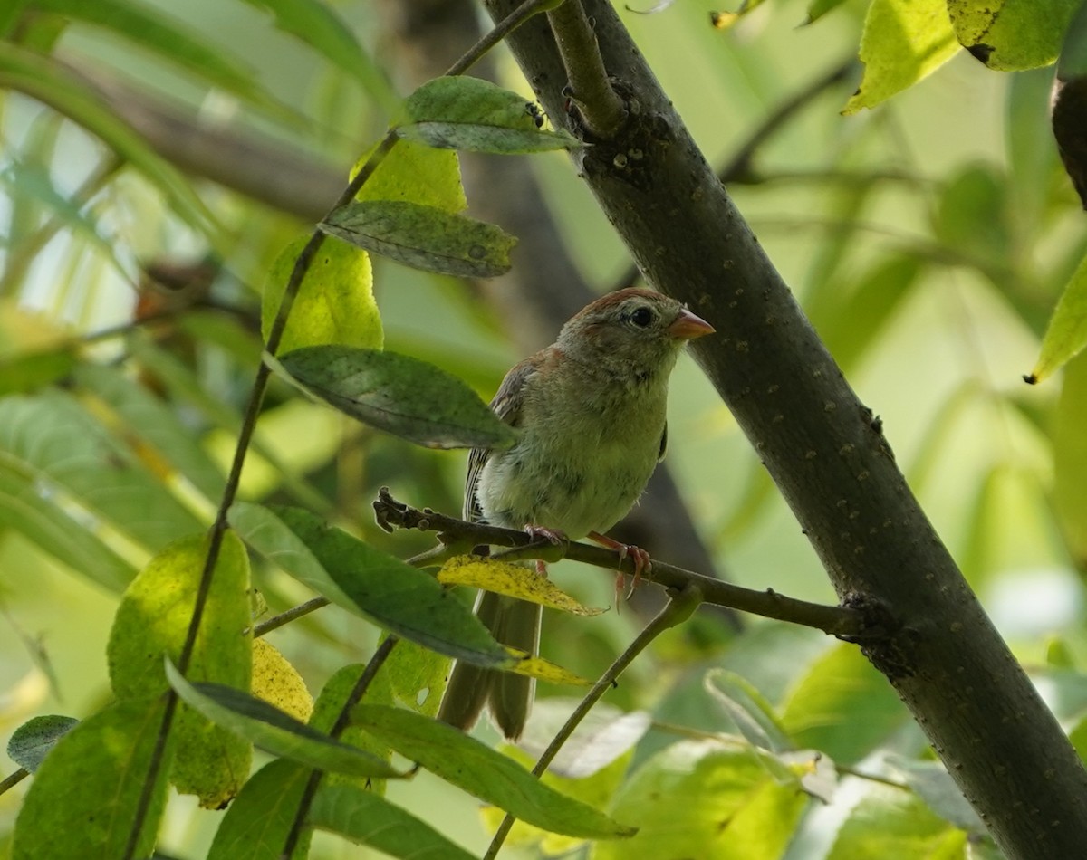 Field Sparrow - ML639975794