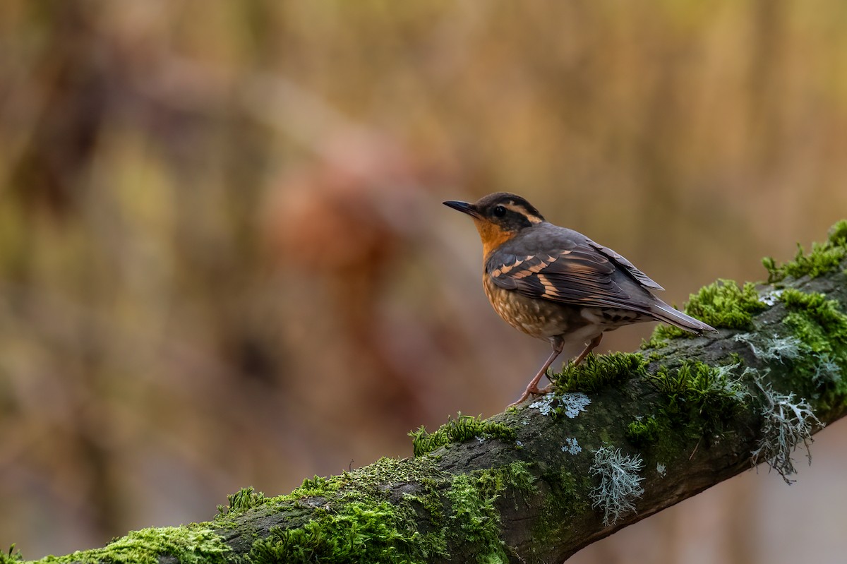 Varied Thrush - ML639975808