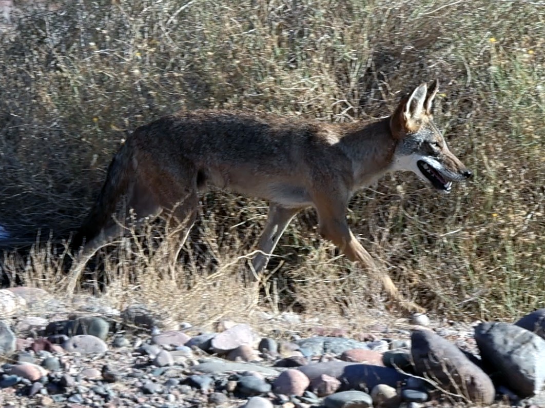 Coyote - ML639975816