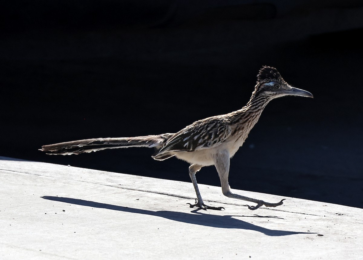 Greater Roadrunner - ML639975839