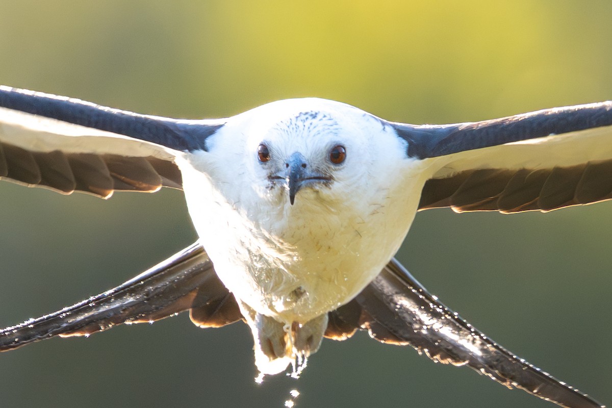 Swallow-tailed Kite - ML639975855