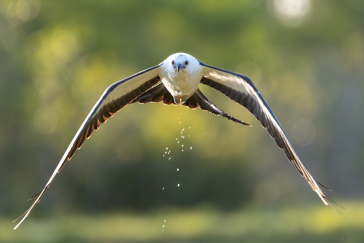 Swallow-tailed Kite - ML639975856