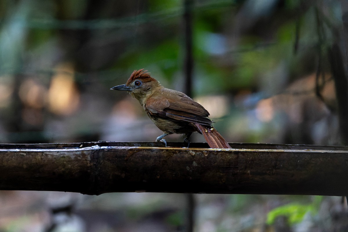 Chestnut-crowned Foliage-gleaner - ML639975892
